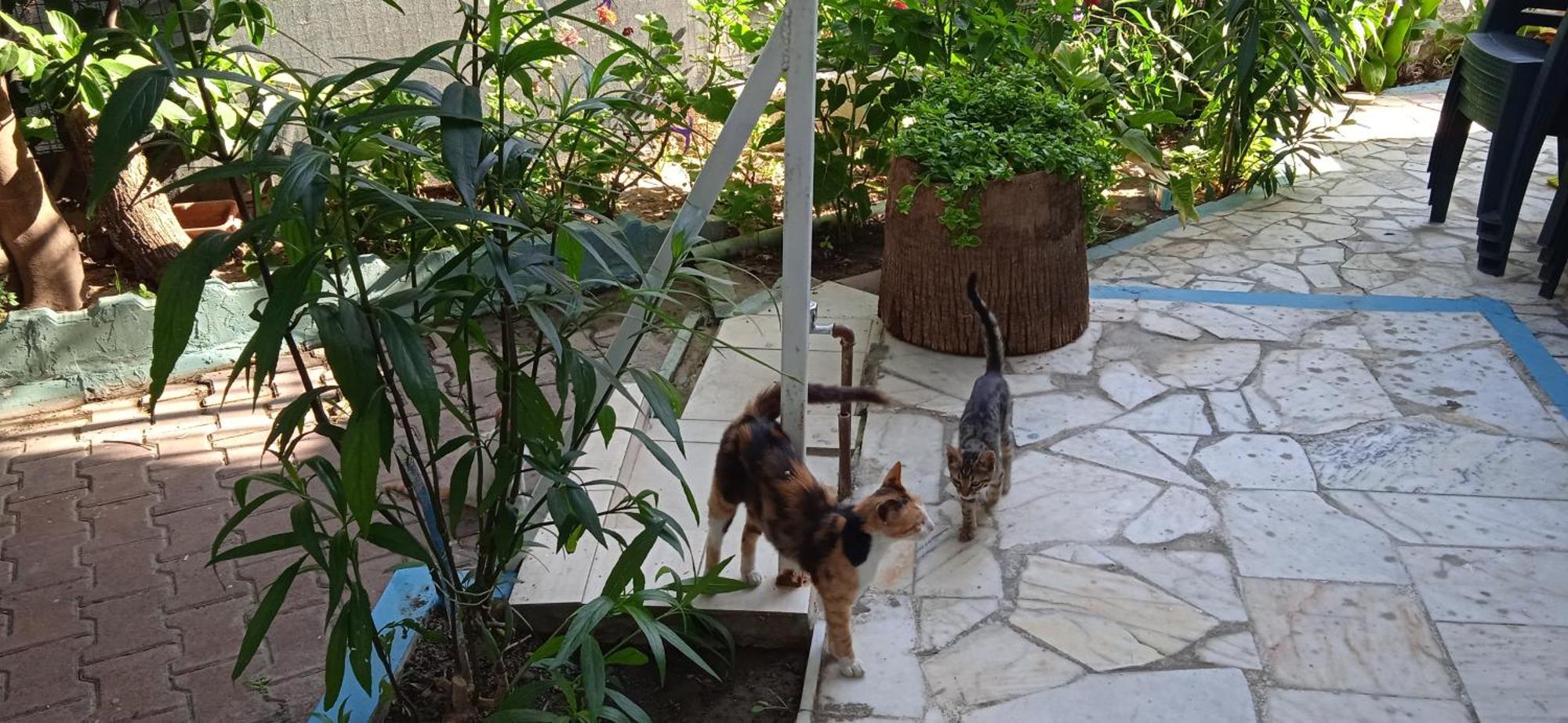 Samos Apart Pension Guzelcamlı Zewnętrze zdjęcie